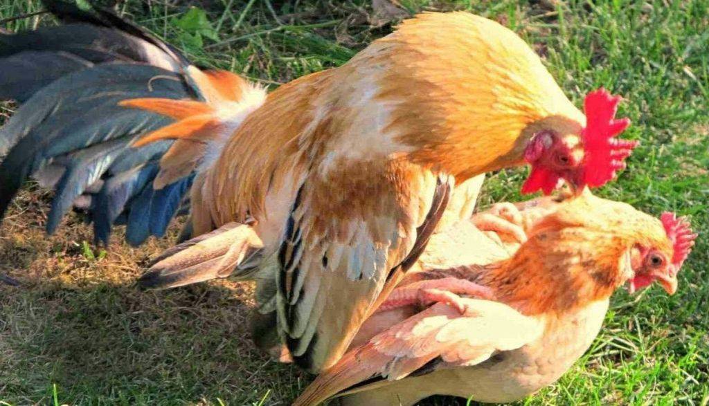 Спаривание курицы и петуха: как происходит и зачем самец топчет самку? строение половых органов и процесс оплодотворения