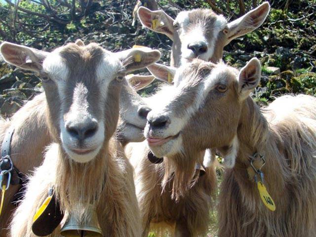 Тоггенбургская коза – фото и описание породы