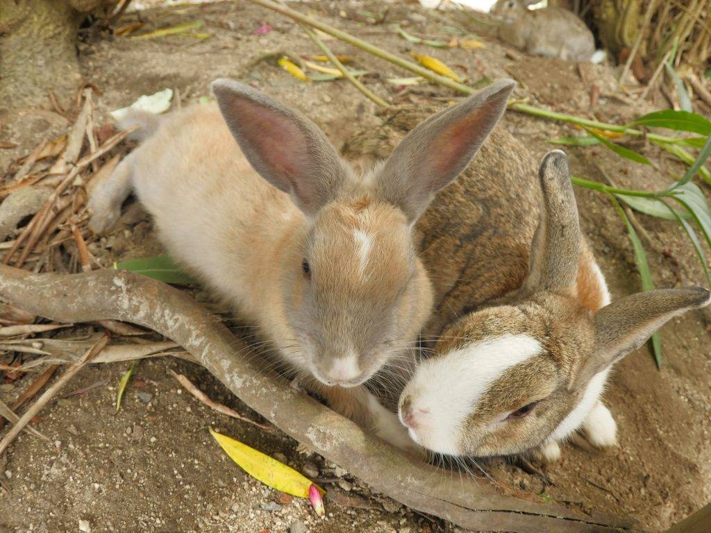 Можно ли кормить кроликов кабачками, тыквой, огурцами
