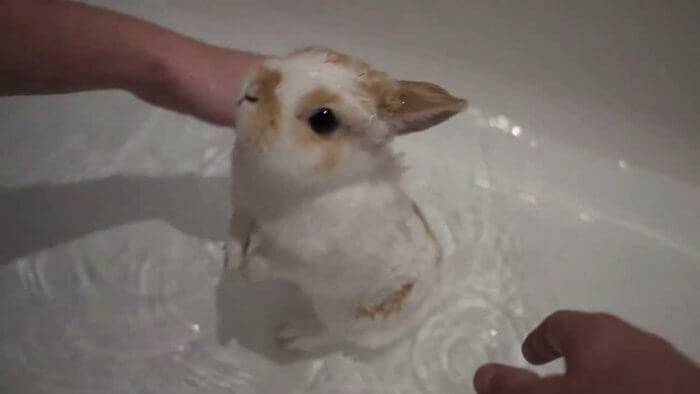 Можно ли мыть декоративного кролика и как его купать в домашних условиях?