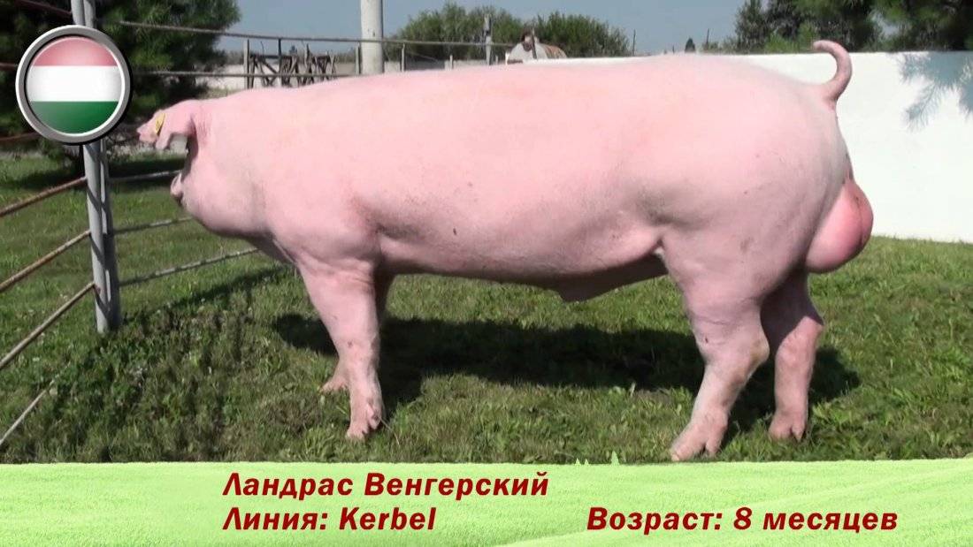 Свиньи породы ландрас: характеристика, фото, кормление и уход за поросятами