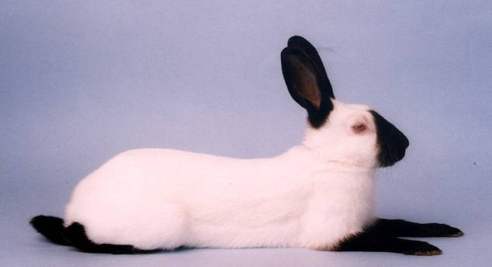 Русский горностаевый кролик — описание и особенности