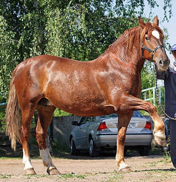 Порода лошадей русский тяжеловоз