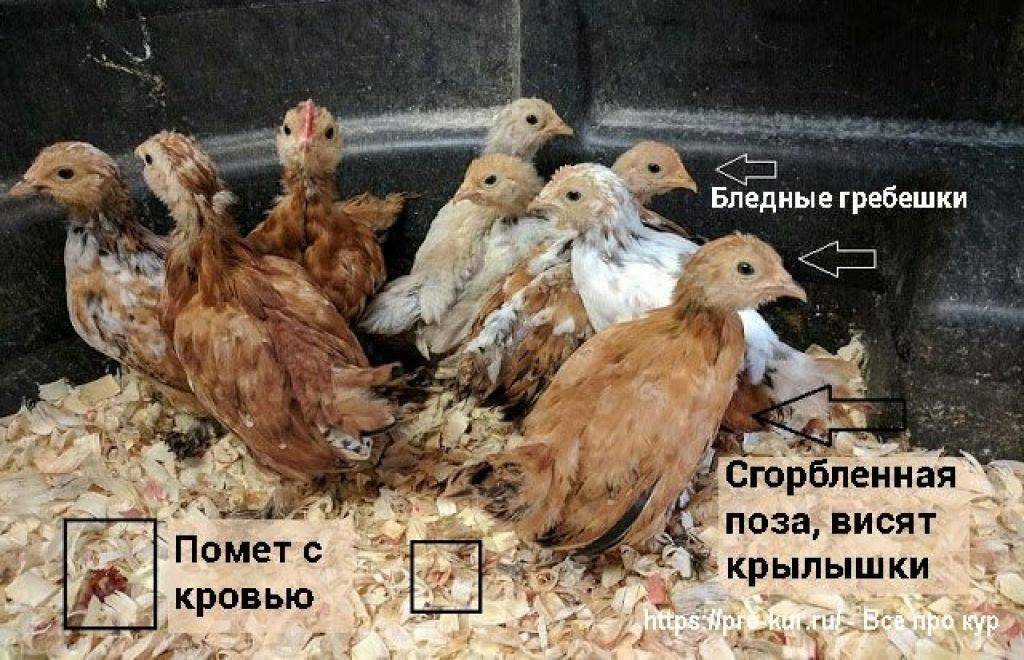 Кокцидиоз у цыплят: чем лечить и профилактика болезни у птиц