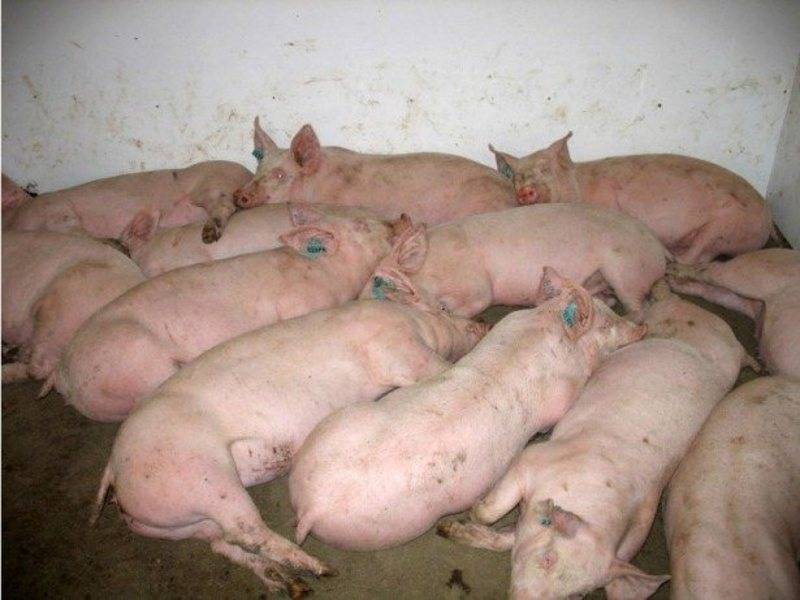 Выращивание свиней: самые современные системы и технологии
