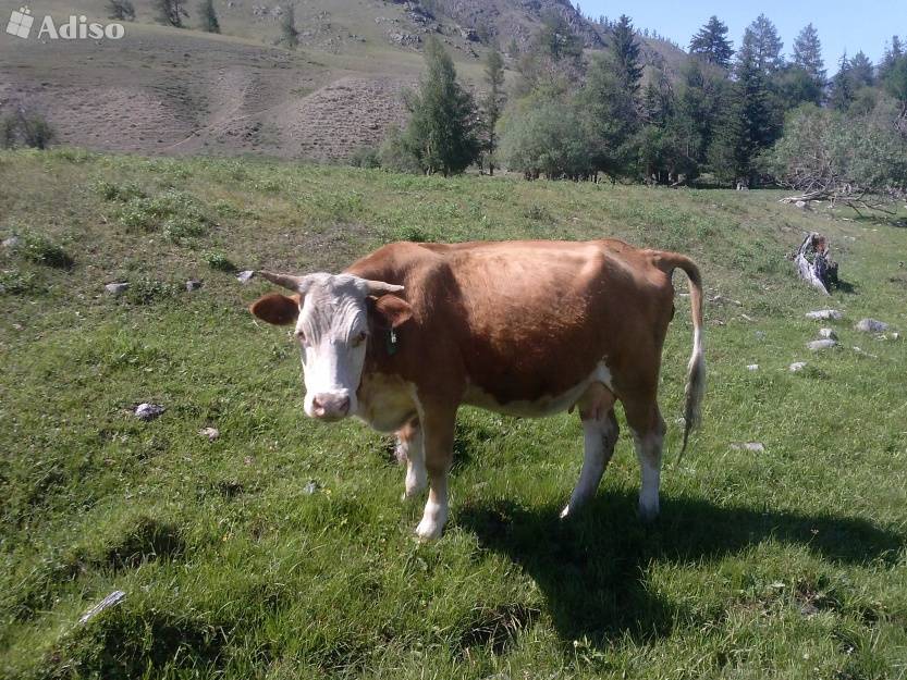 Казахская белоголовая порода коров. характеристики, особенности содержания.