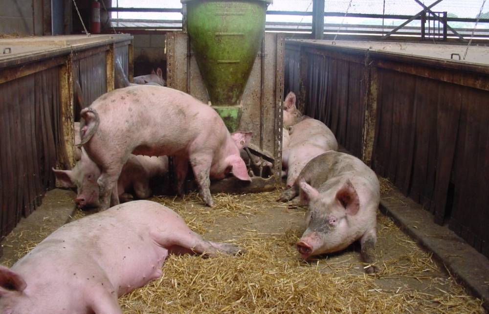 Разведение и содержание свиней: правила свиноводства