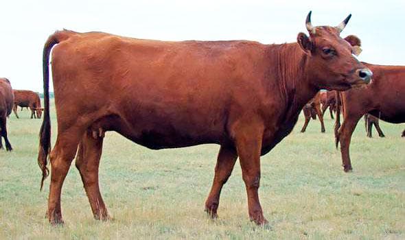 Красная степная порода коров характеристика – корова червона степова