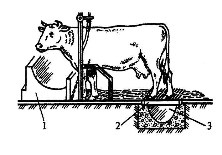 Как построить сарай для коровы?
