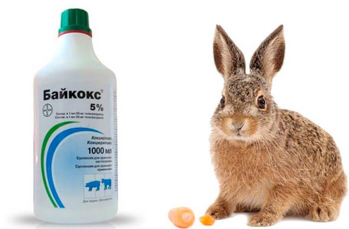 Байкокс: инструкция по применению для кроликов