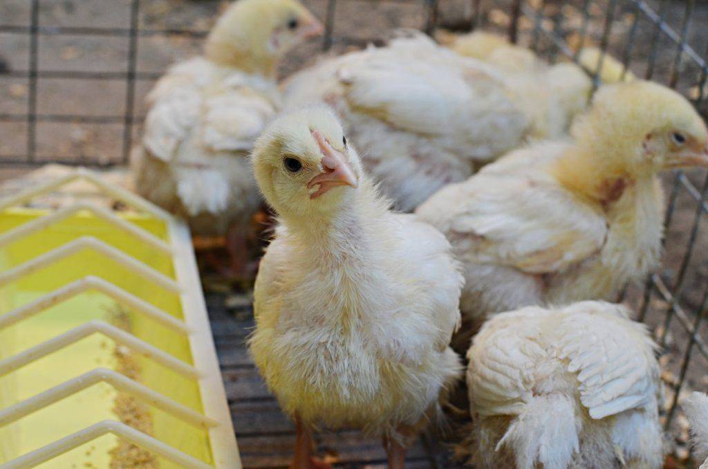 ✅ о бройлерах и цыплятах: что делать, если плохо едят и набирают вес, не растут