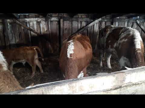 Залёживание беременных коров - болезни коров