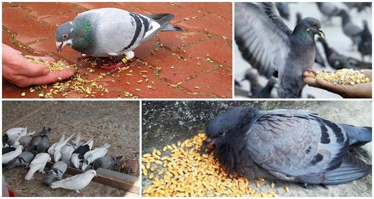 Чем питаются голуби в городе