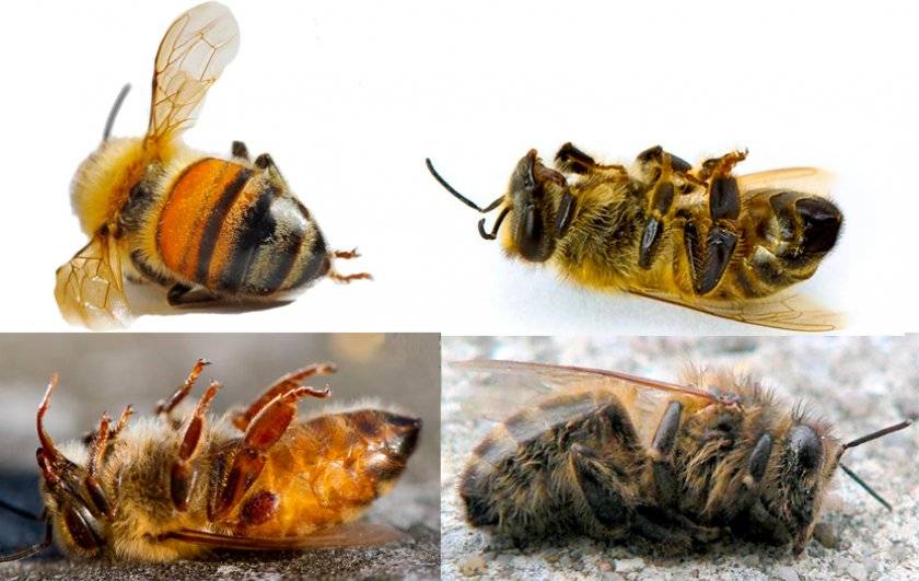 Акарапидоз пчел — диагностика, симптомы и лечение