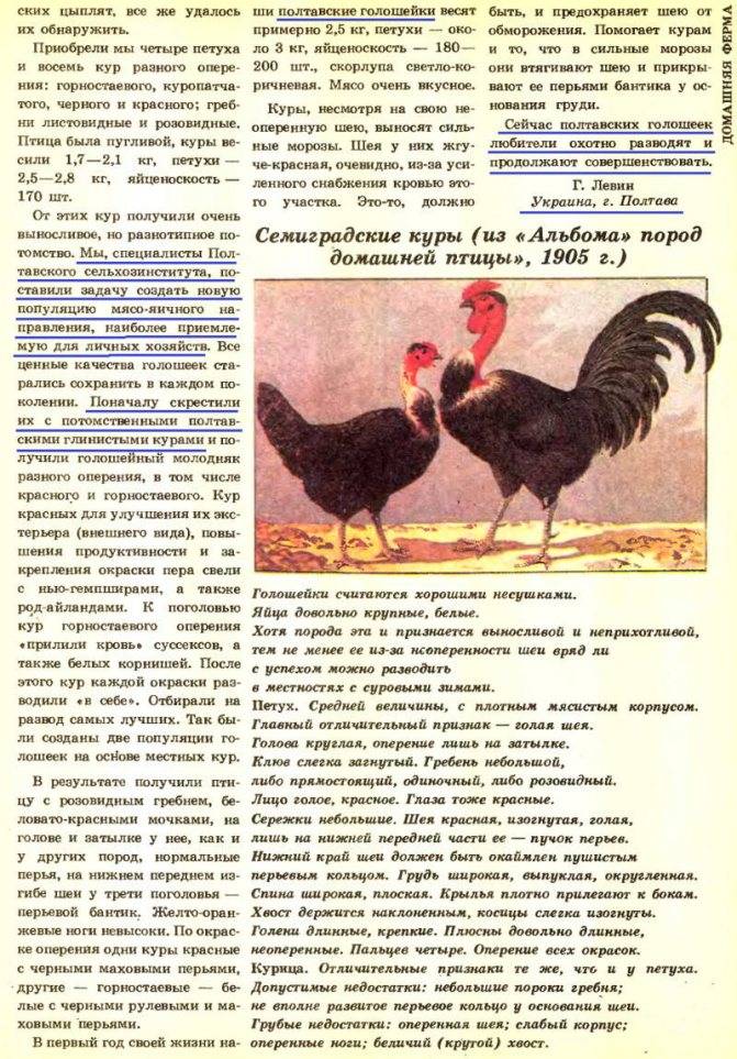 Кубанская красная порода кур: описание, отзывы, яйценоскость, фото