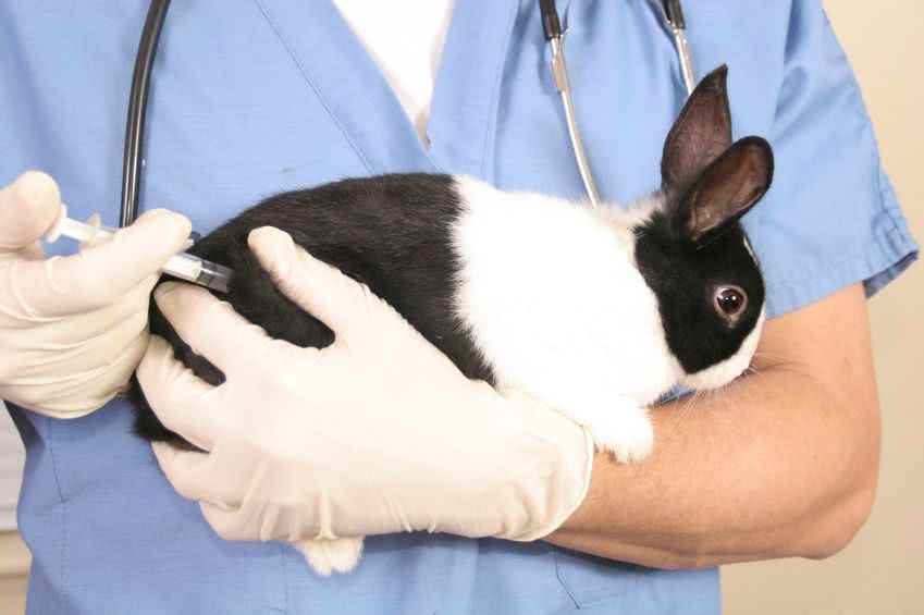 Опасные для человека болезни кроликов: описание и фото, симптомы и лечение, профилактика и видео