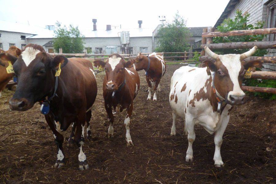 Айрширская порода коров: подробное описание молочной скотины и быков