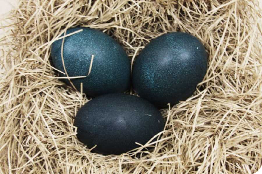 Страусиное яйцо: сколько весит, размеры, как часто несутся страусы, их вес