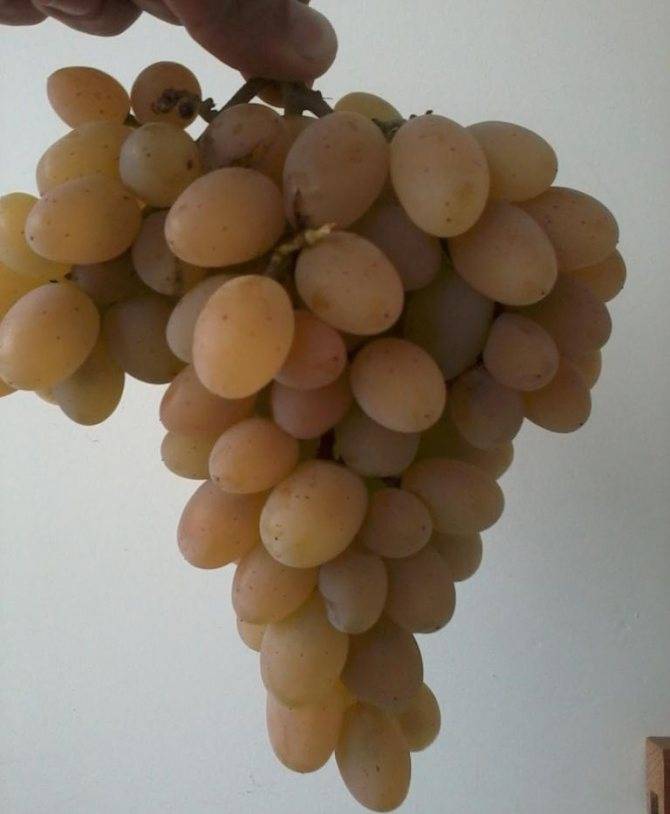 Сорт винограда: августин