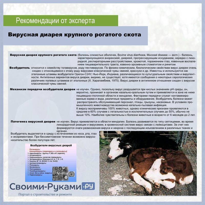 Диагностика, профилактика и лечение респираторных заболеваний  крупного рогатого скота