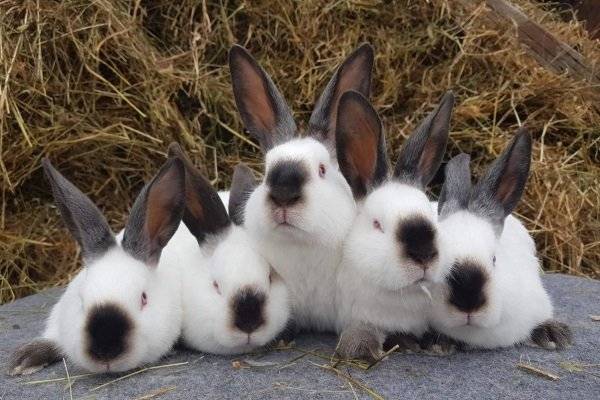 Кролики калифорнийской породы: характерные особенности, критерии выбора, продолжительность жизни, правила содержания и ухода