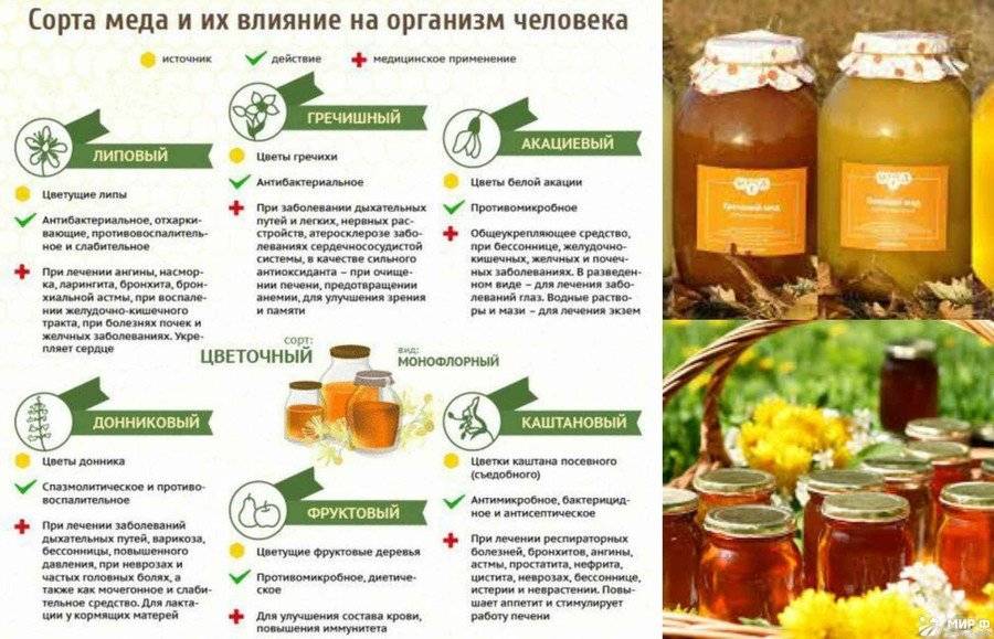 Подсолнечный мед: чем полезен мед из подсолнечника