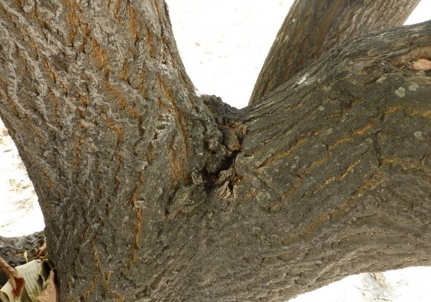 Как спилить проблемное дерево возле дома и не нарваться на неприятности