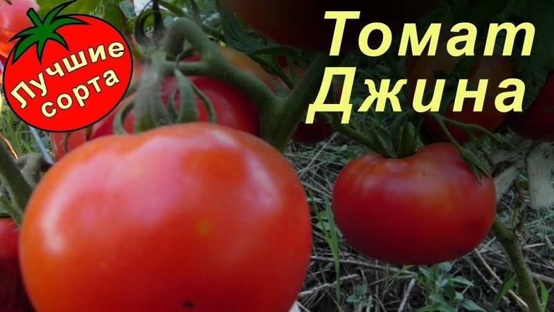 Томат джина - характеристика и описание сорта (опыт огородников)