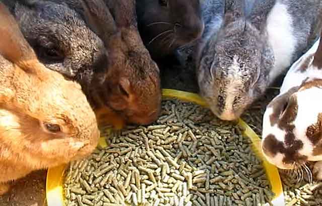 Откорм кроликов на мясо в домашних условиях