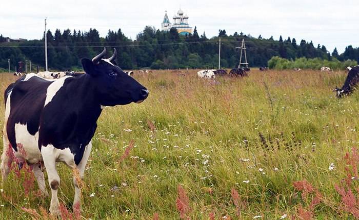 Продуктивность и описание экстерьера коров Холмогорской породы
