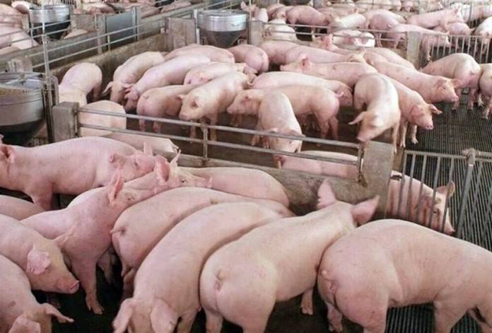 Рекомендации по кормлению свиней