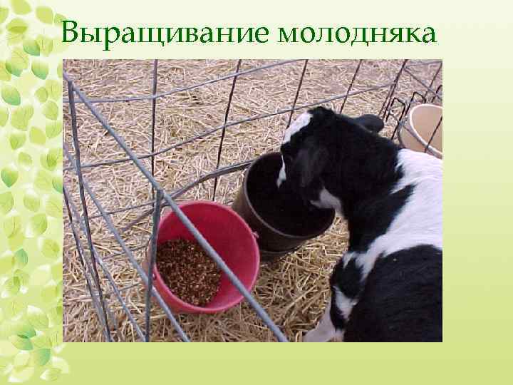 Кормление крс | новые рекомендации в кормлении телят