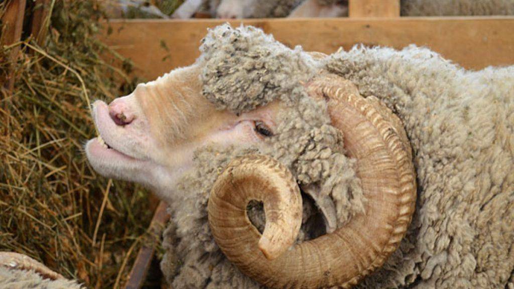 Как правильно кормить овец?