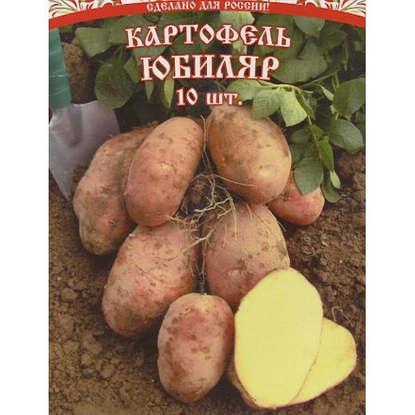 Сорт картофеля розара характеристика отзывы