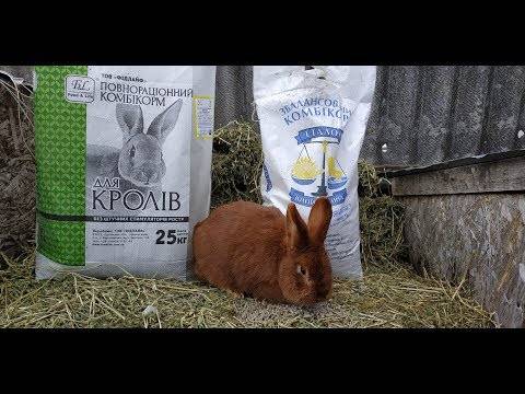Можно ли давать кроликам и крольчатам свиной комбикорм: как кормить и в каких количествах