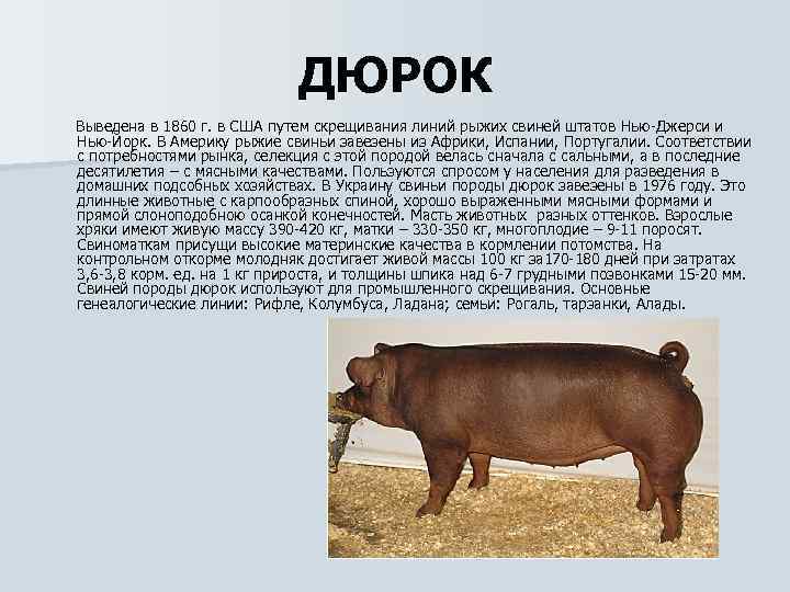 Дюрок порода свиней: характеристика и описание, отзывы владельцев про поросят и хряков
