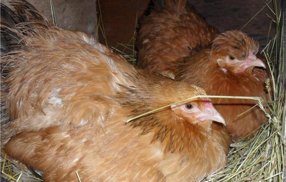 Сколько курица высиживает яйца: готовим гнездо, выбираем наседку и яйца
