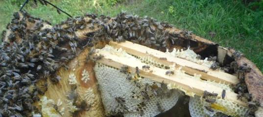 Виды диких пчел и свойства их меда