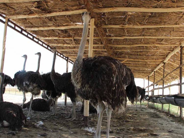 Насколько выгодно выращивать страусов в россии?