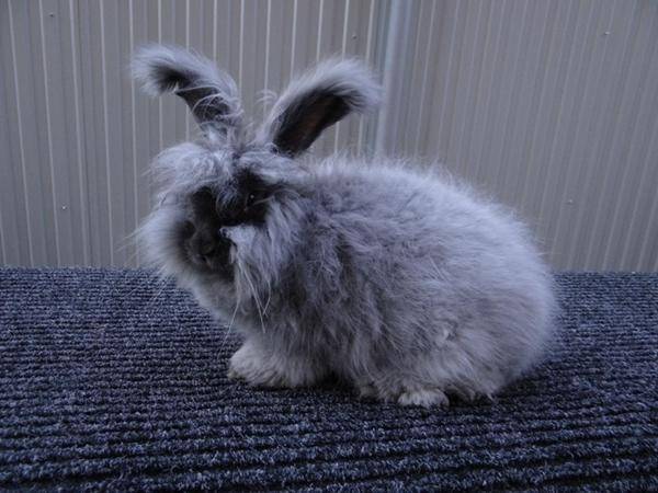 Ангорская порода кроликов: виды, особенности, фото