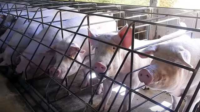 Нормы поения свиней
