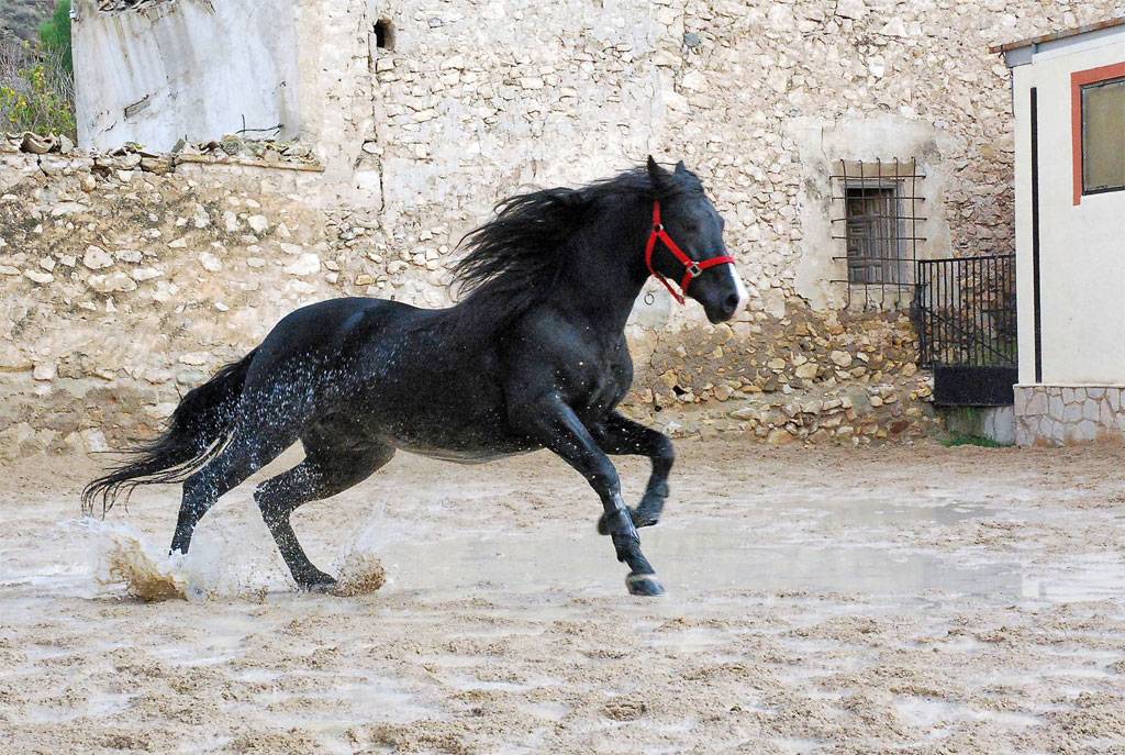 Андалузская лошадь: описание породы, разведение