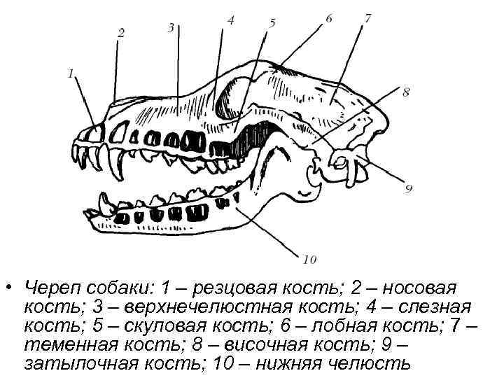Особенности строения зубов у декоративного кролика и правила ухода за ними