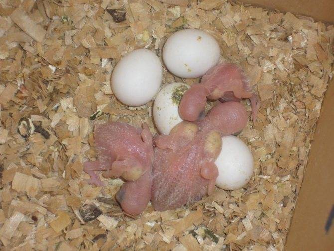 Почему куры несут яйца с тонкой скорлупой или без неё: что делать