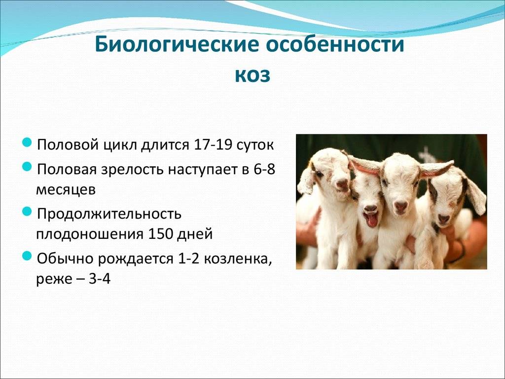 Продолжительность жизни коз: влияние породы на срок жизни, правила ухода за животным