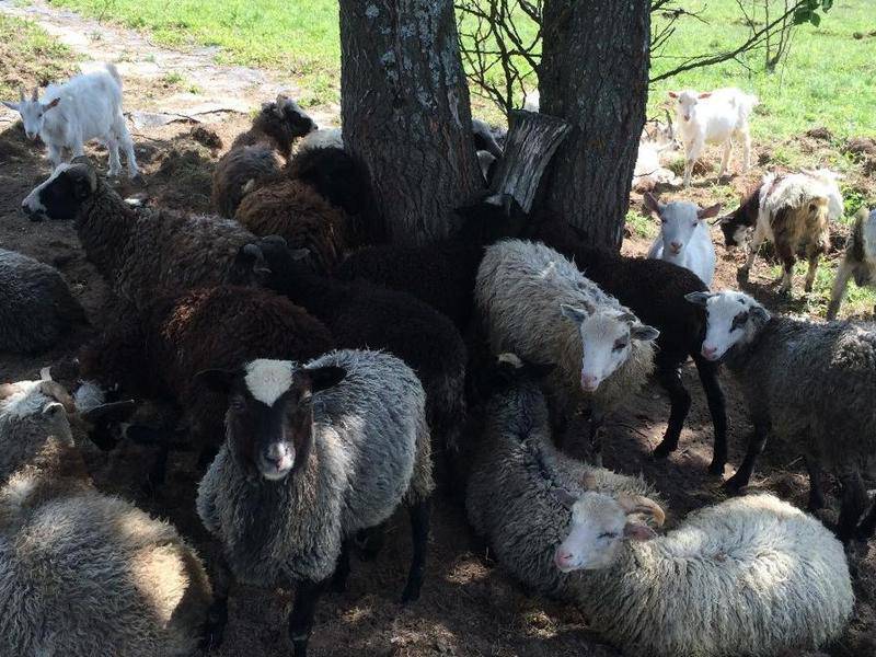 Романовская порода овец: описание, фото и отзывы :: syl.ru