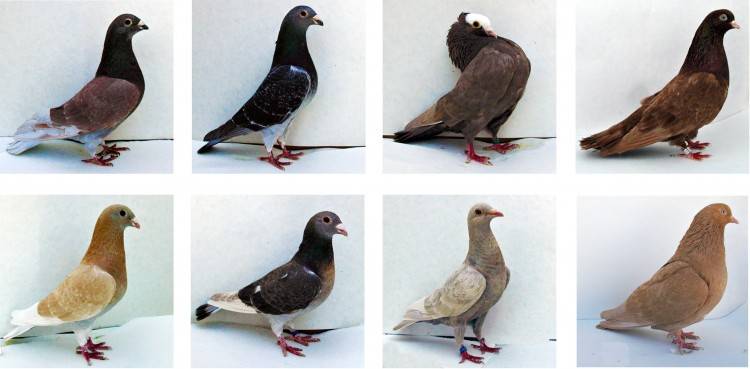 Обзор лучших пород мясных голубей и советы по выращиванию птиц