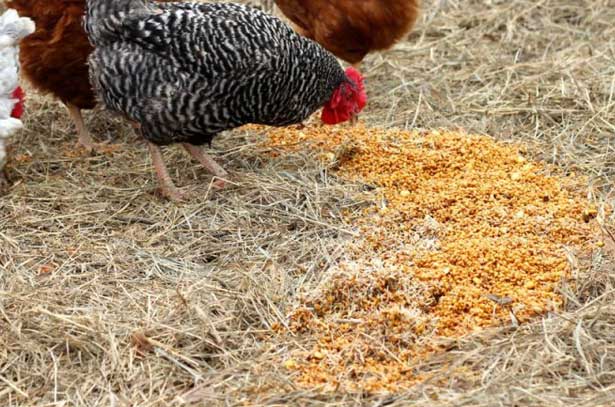Каким зерном кормить кур несушек