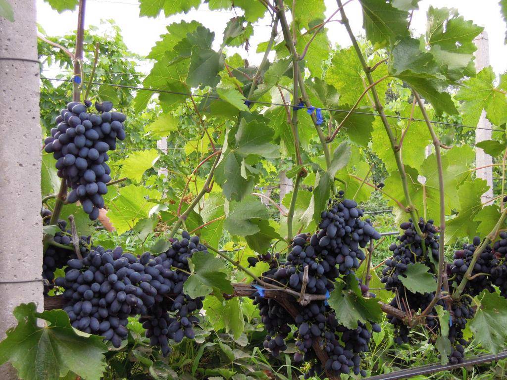 Виноград Кодрянка: посадка и уход за сортом