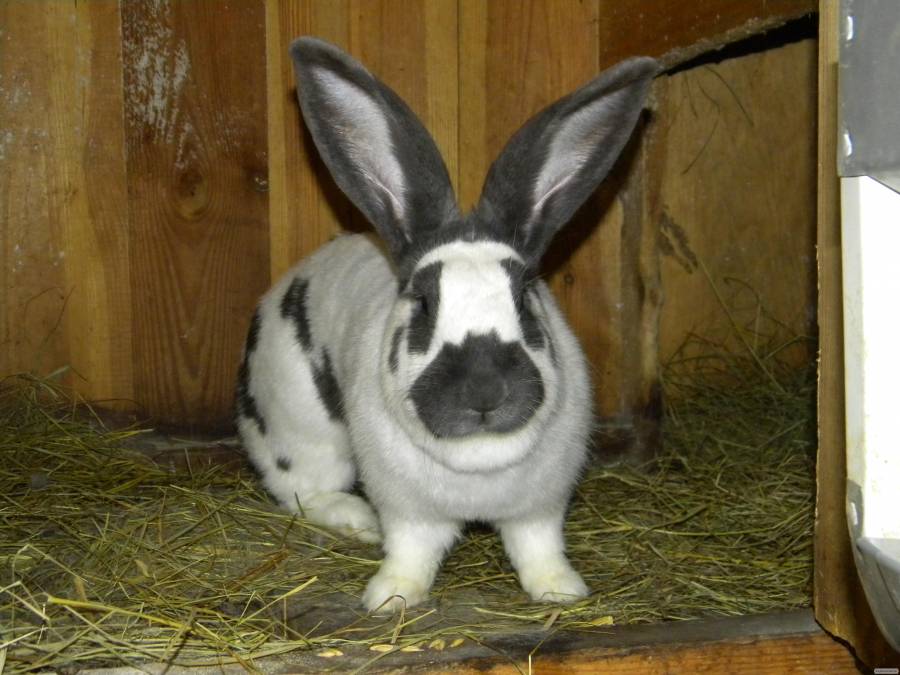 Строкач: описание породы кроликов, отзывы владельцев про немецких